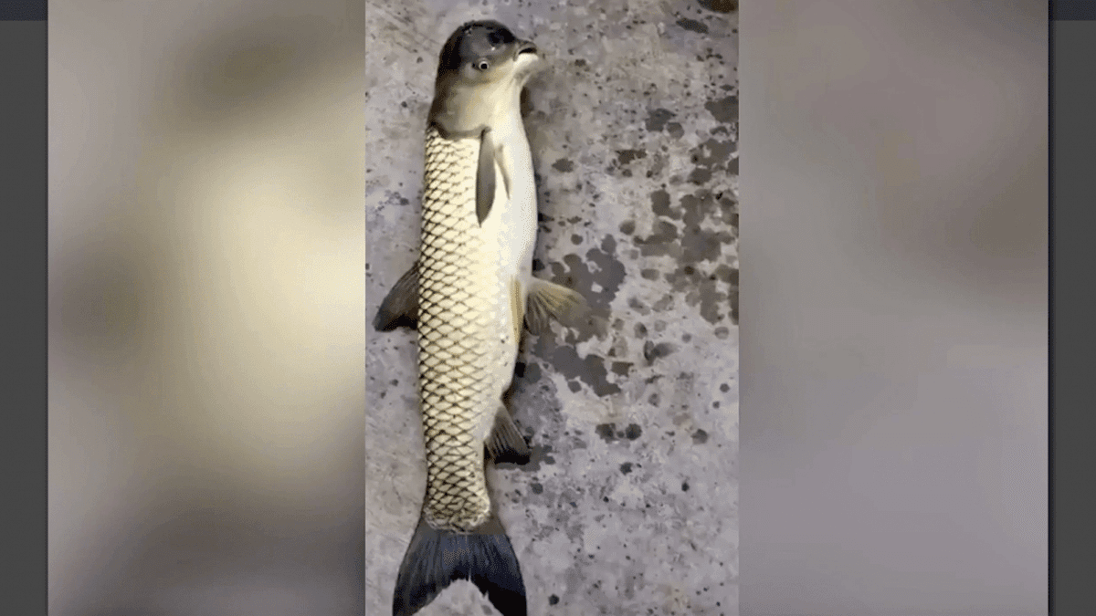 Encuentran pez con cara de pájaro en China