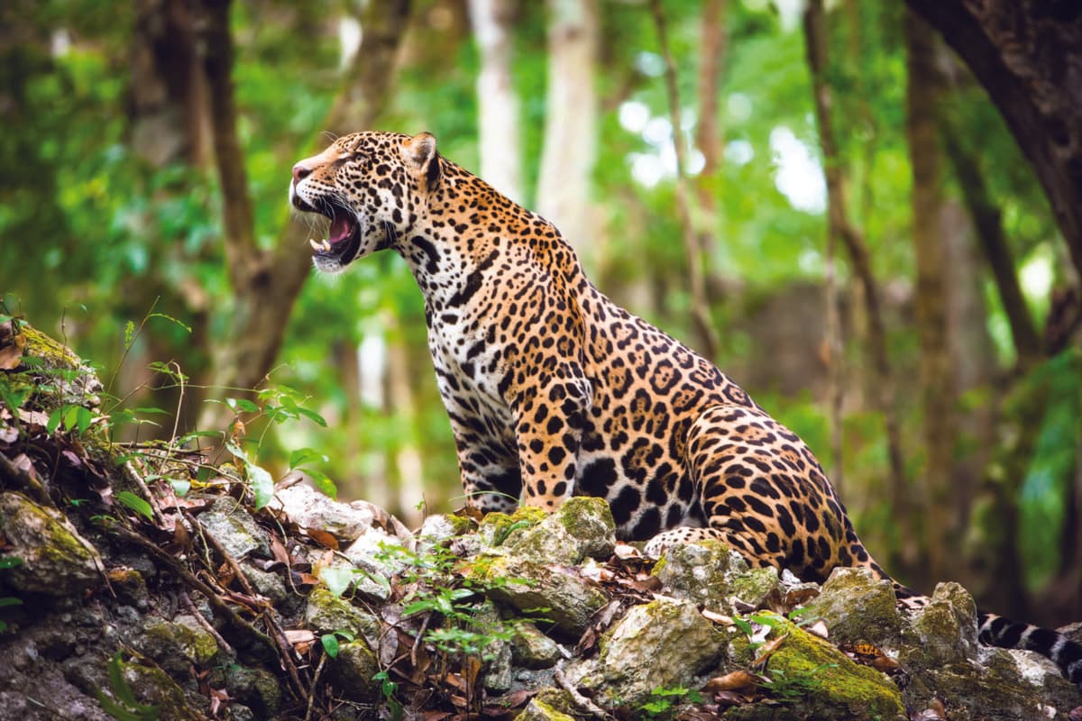 Tala y desmonte ilegal ponen en riesgo la vida del jaguar en el sureste mexicano