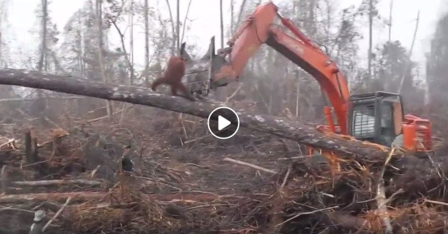 Orangután "pelea" contra una excavadora para defender su hábitat