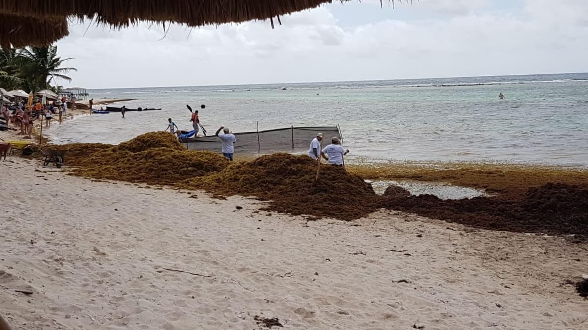 Sargazo mata a langostas en Mahahual