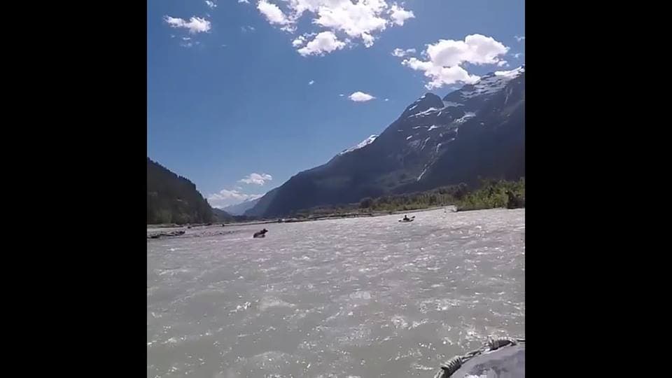 Oso pardo intenta “comerse” a kayakista (Video)