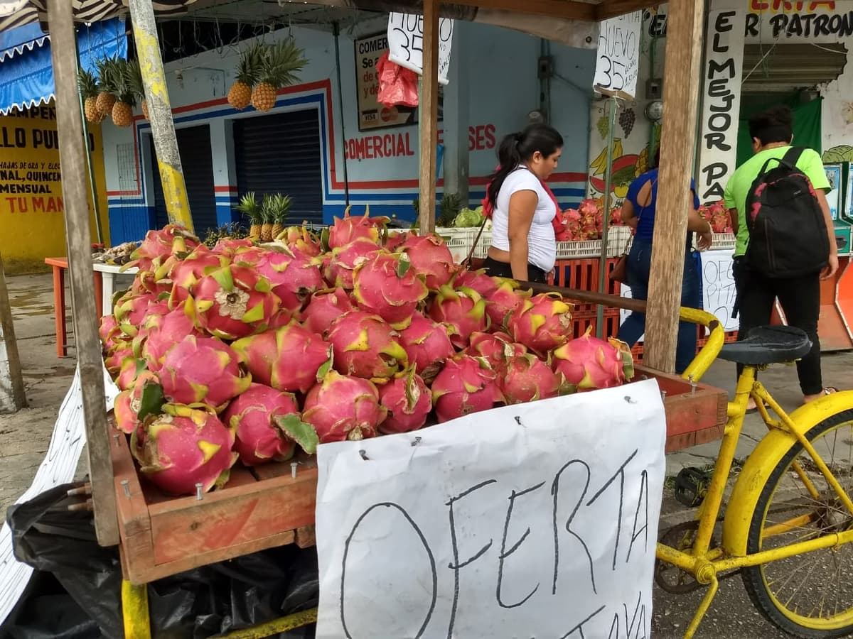 “Pega” a productores descenso en el precio de la pitahaya