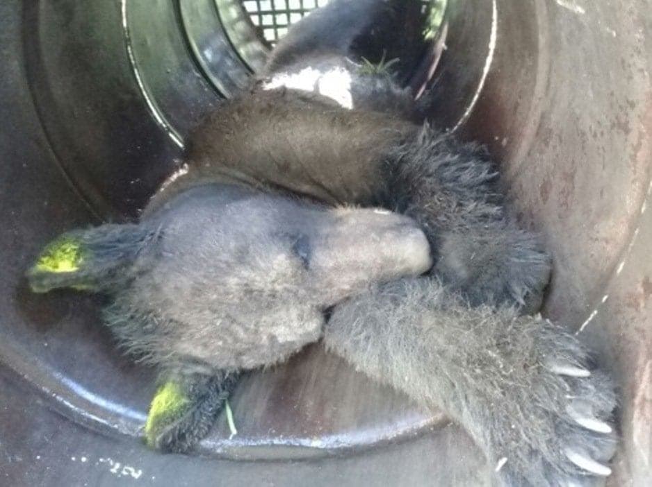Oso negro deambula por los vecindarios de Nuevo León