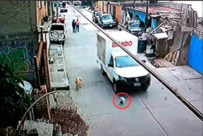 Camión repartidor de Bimbo atropella descaradamente a un perrito