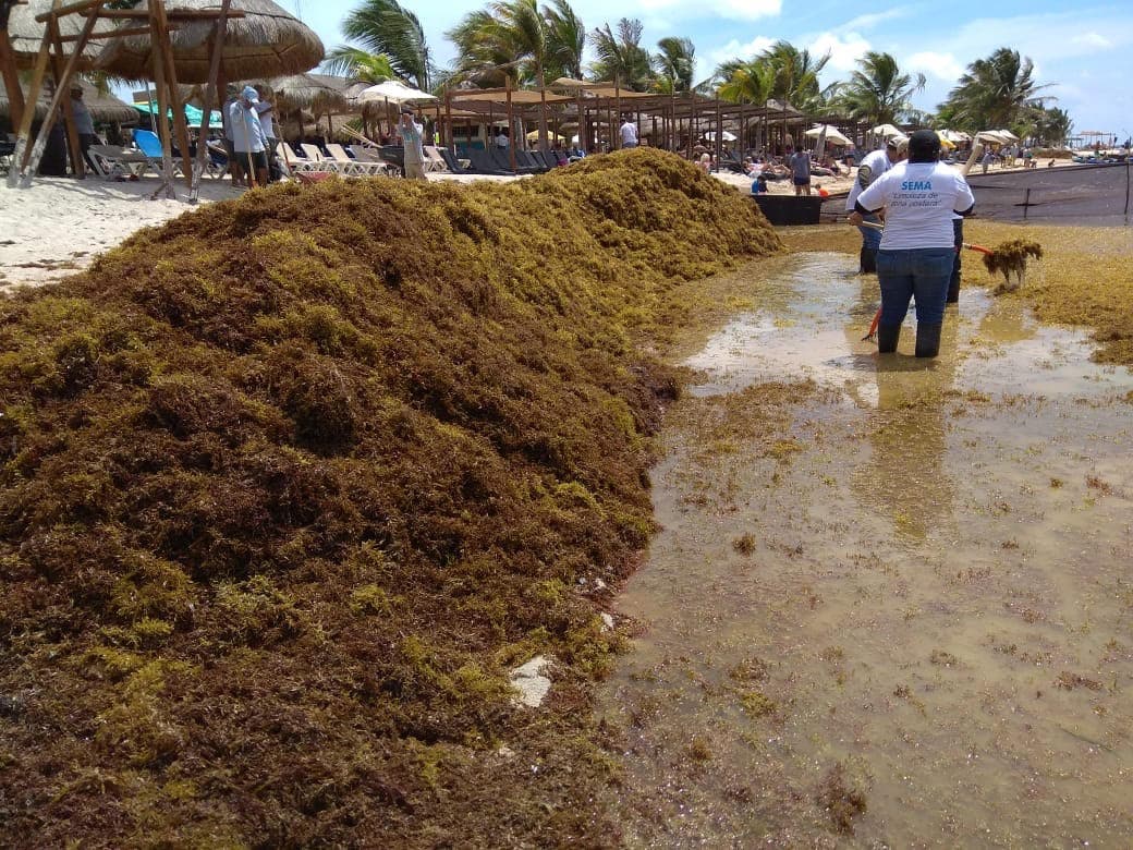 Invitan a sumar propuestas para el manejo de sargazo
