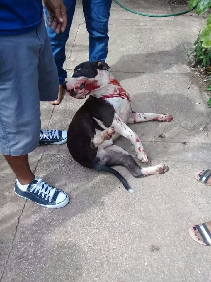 Acusan a ministeriales de balear a perro en Playa del Carmen