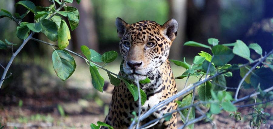 Avistamientos de jaguar en UT Riviera Maya pone en alerta a las autoridades