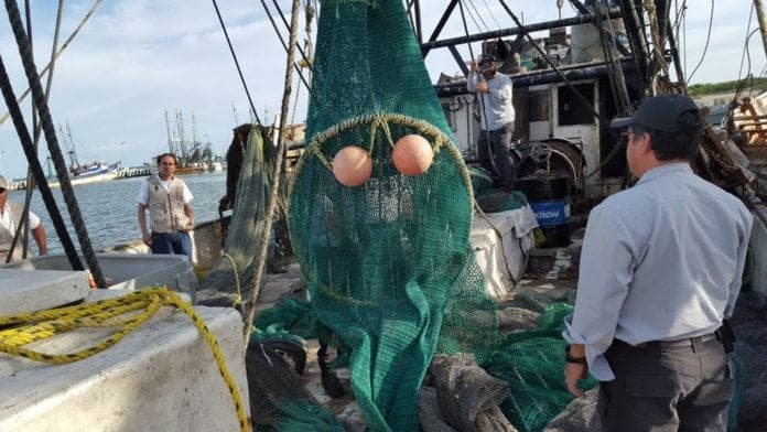 Cumplen barcos camaroneros en protección de tortugas marinas