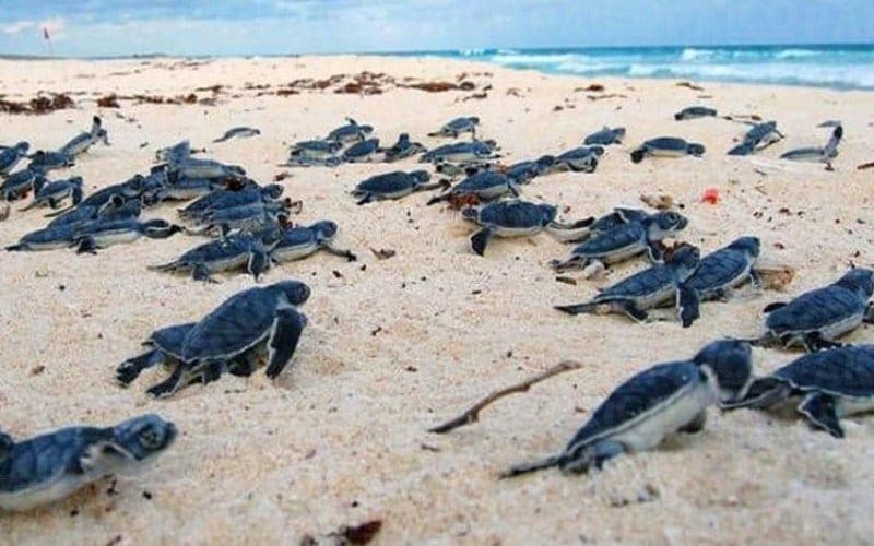 Inicia cobro para ingresar a Xcacel-Xcacelito