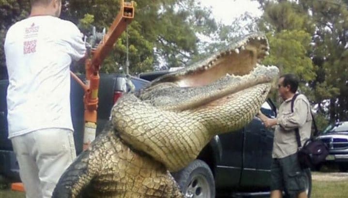 Destaca Q. Roo en manejo sustentable de cocodrilo de pantano