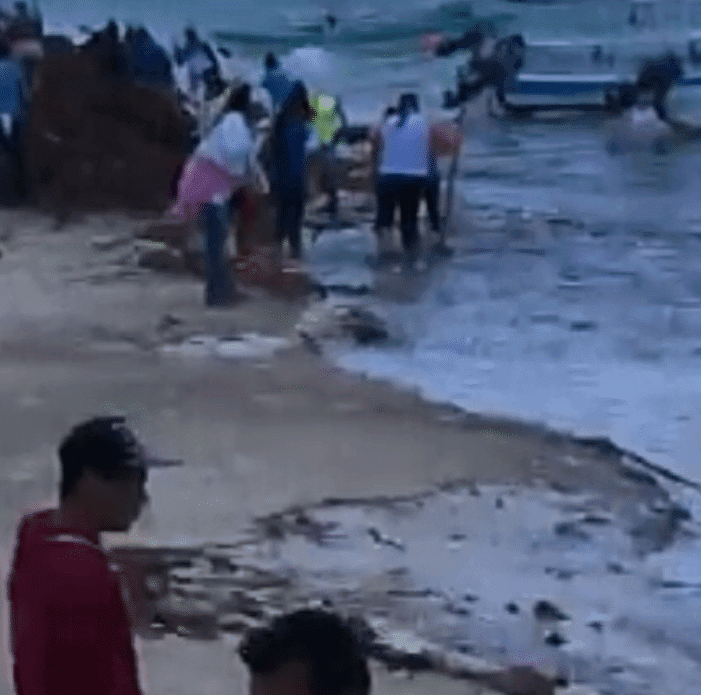 Regresan el sargazo al mar en Puerto Morelos