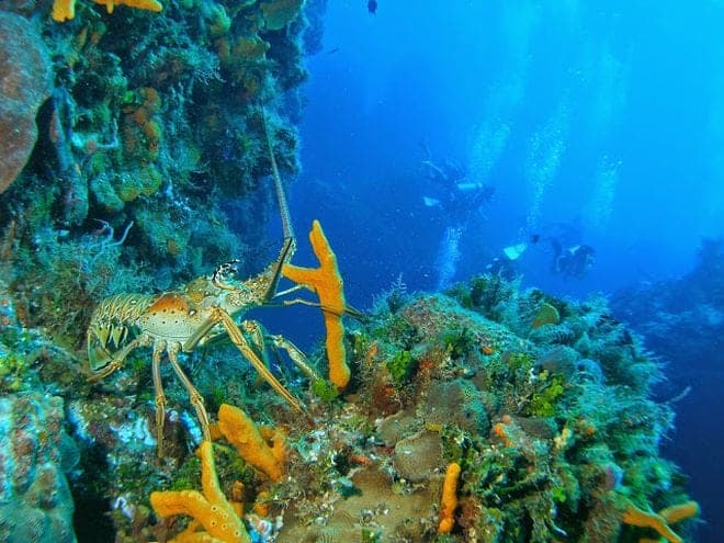 Corales de Cozumel comienzan a enfermarse