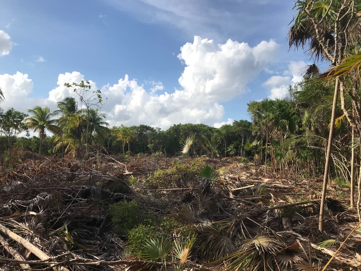 Ecologistas piden evitar devastación en el predio Maroma