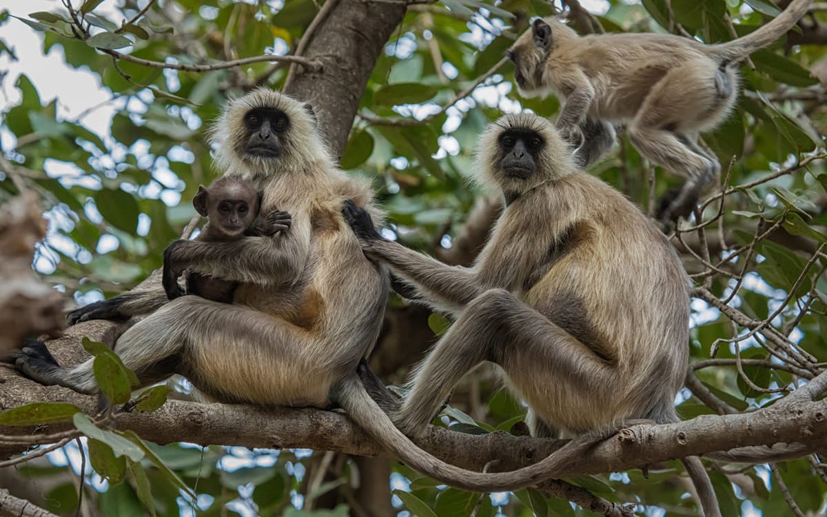 Anciano es brutalmente asesinado por monos salvajes