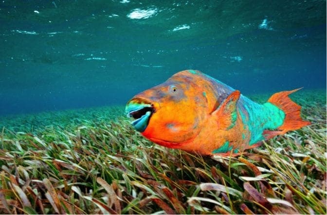 10 especies de peces loro ahora tendrán protección especial