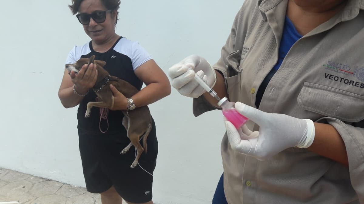 Vacunación antirrábica pasa desapercibida en Cozumel