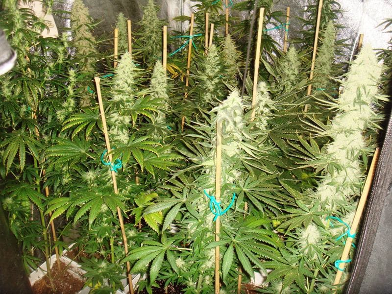 Ejido de Cozumel quiere cultivar marihuana en 4 mil 500 hectáreas