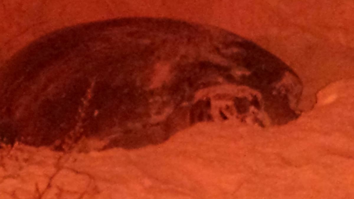 Tortuga Caguama en riesgo de desaparecer en las playas de Cozumel