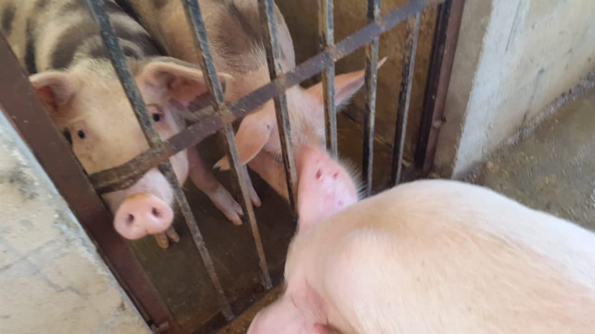 Ahorran hasta 30% con alimentación orgánica en crianza de cerdo