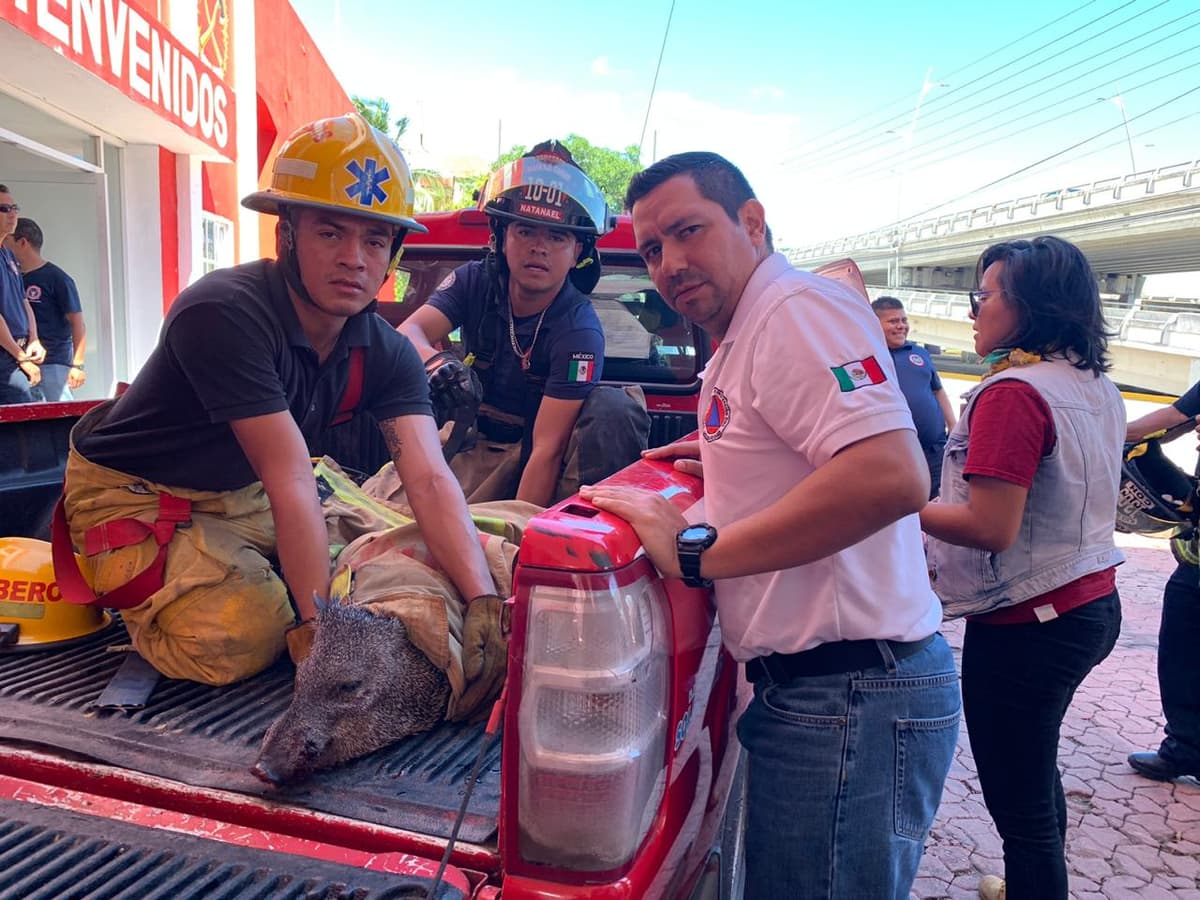 Rescatan a jabalí en Playa del Carmen