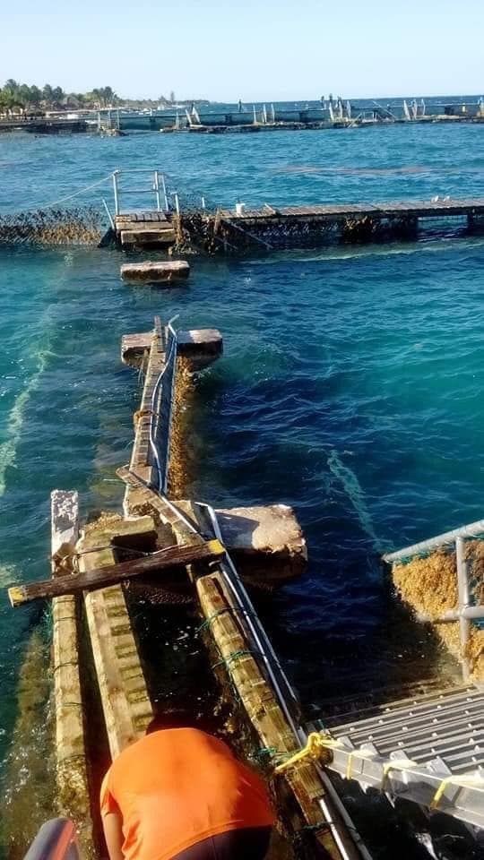 Se fugan delfines por daños de turbonada en Cozumel