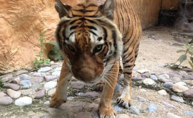 Aparece tigre en escuela de Chetumal; emprenden búsqueda