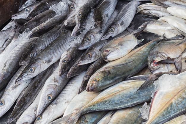 Decomisa Cofepris 63 kilos de barracuda