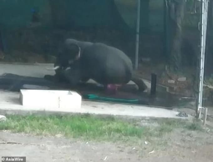 Elefante mata a su cuidador de un "sentón" luego de ser regañado