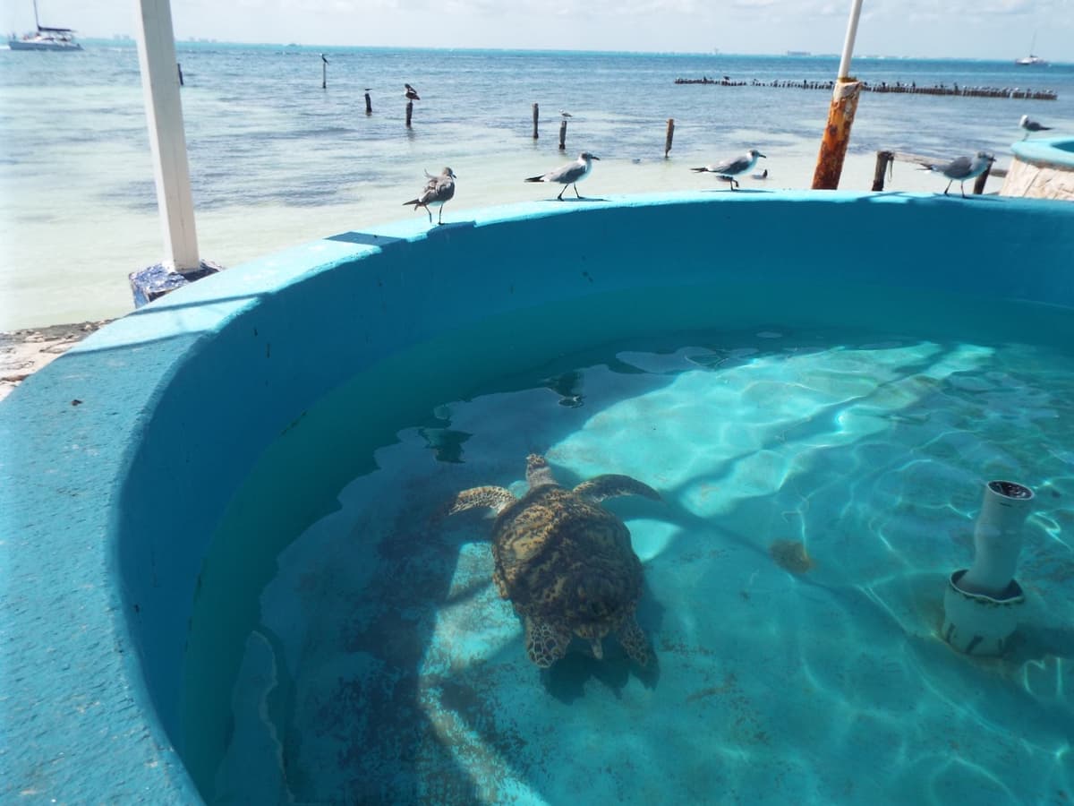 Deteriorada Tortugranja, con cada vez menos ejemplares