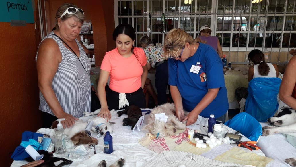 Comienza campaña de esterilización en Cozumel