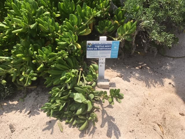 Luego de 15 años de ausencia, Anida tortuga Carey en Akumal