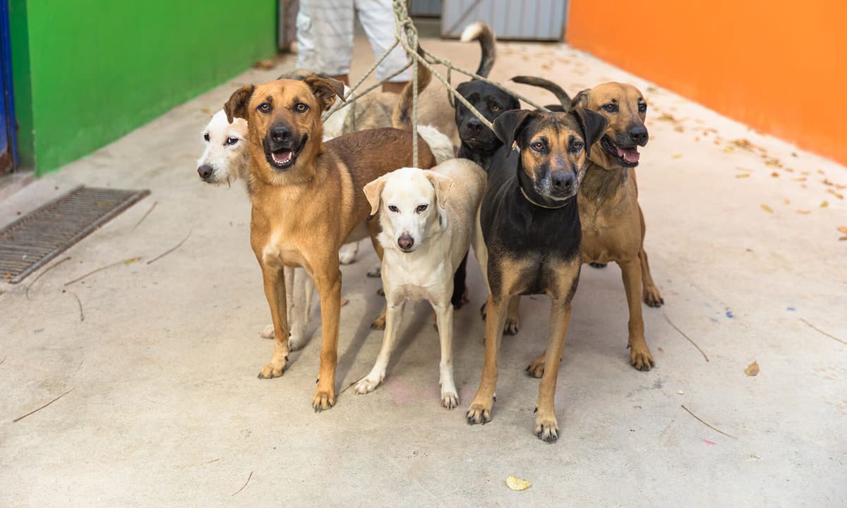 Con "Bazar con causa", buscan recaudar alimento para 230 perros playenses abandonados