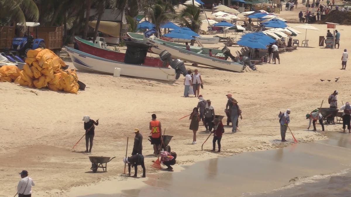Luce Playa del Carmen casi libre de sargazo