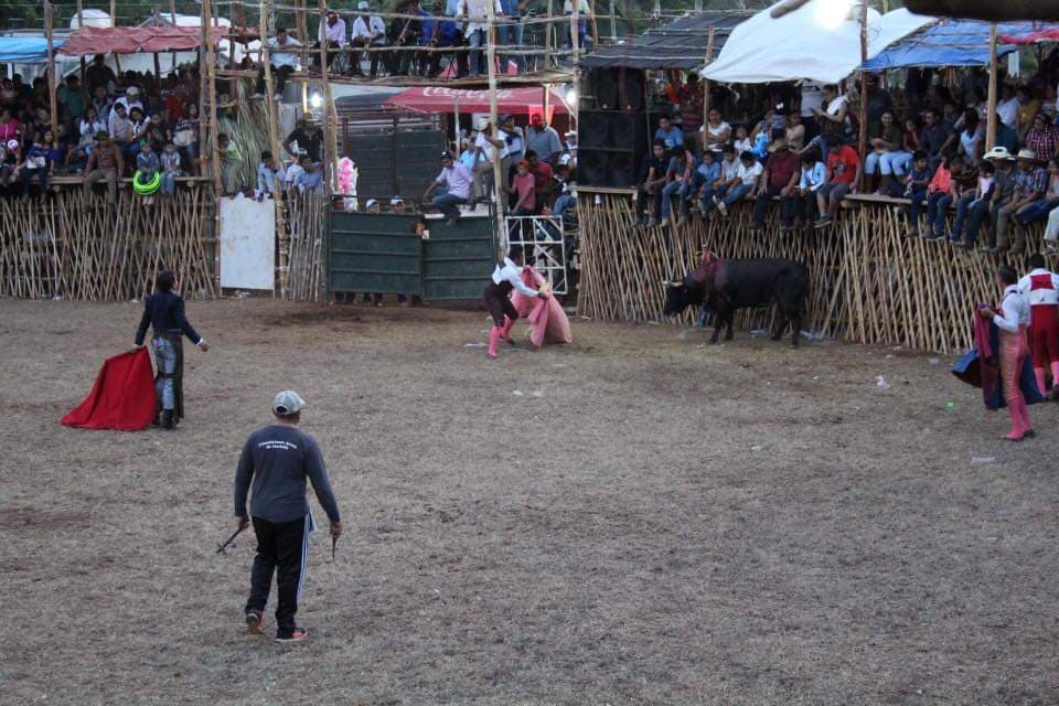 Prohíben corridas de toros y peleas de gallos en Quintana Roo