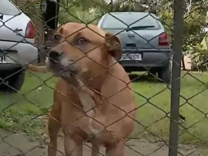 Perros pitbull atacan a ladrón y lo dejan sin brazo