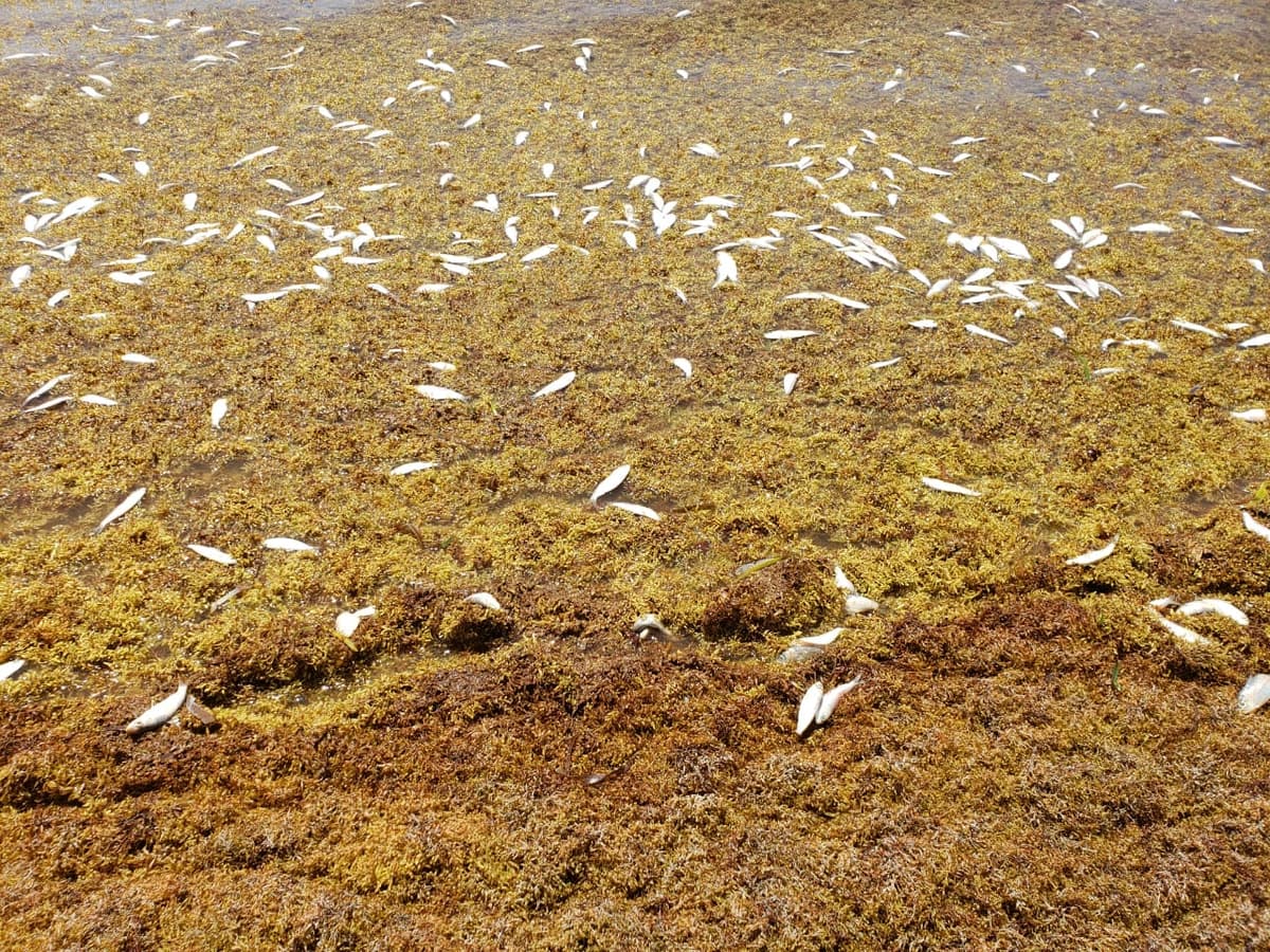 Recala cardumen de peces muertos por sargazo en Tulum