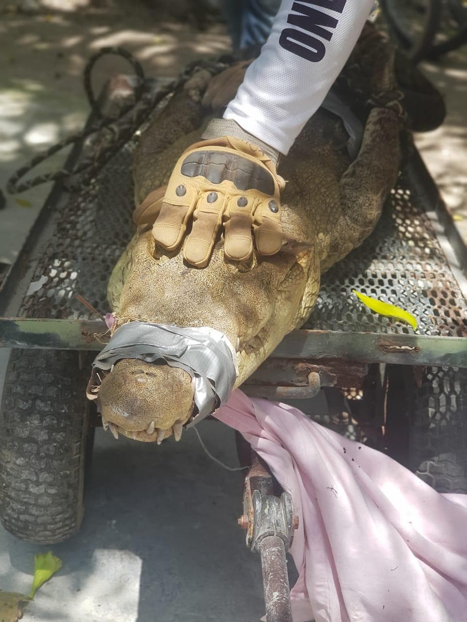 Encuentran a cocodrilo acuchillado en playa de Puerto Morelos