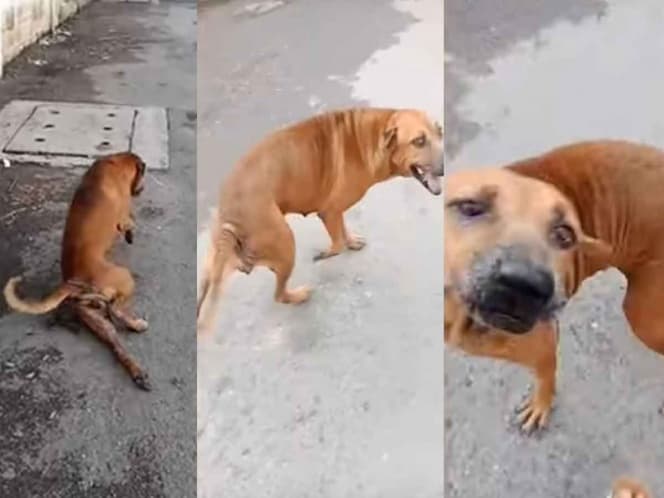 Video: Perrito finge estar herido para recibir comida