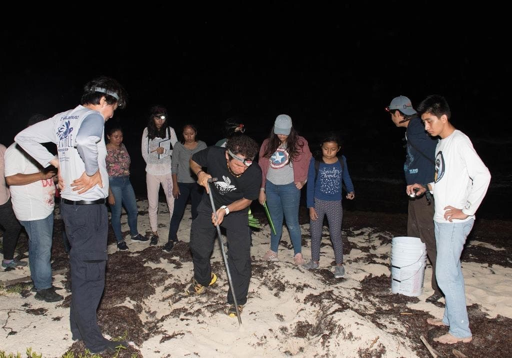 Anidación de tortuga marina en Cozumel supera cifras del 2018