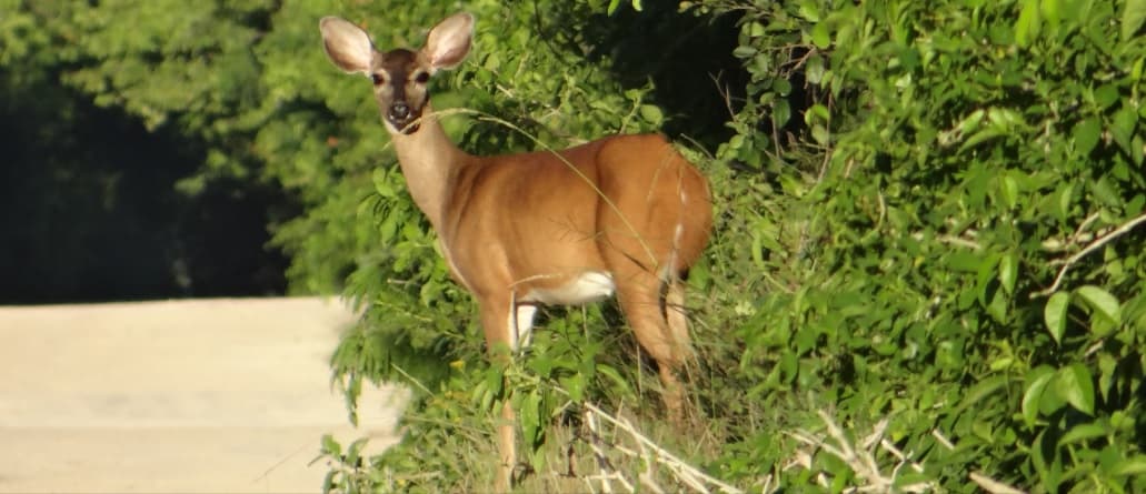 Sacan a los venados de la isla de Cozumel