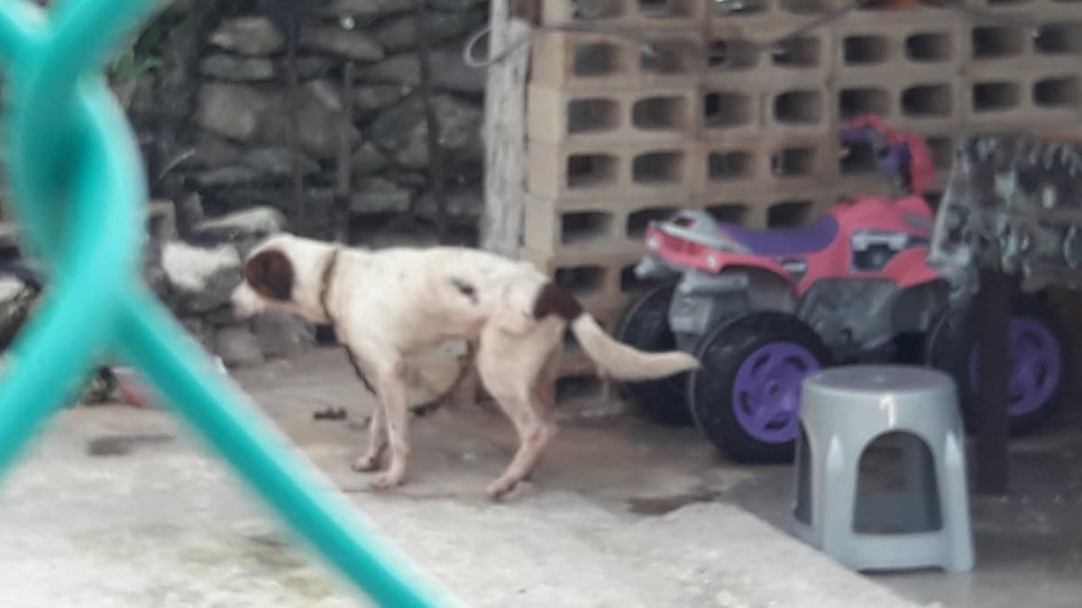 Primera multa aplicada en Cozumel por maltrato animal