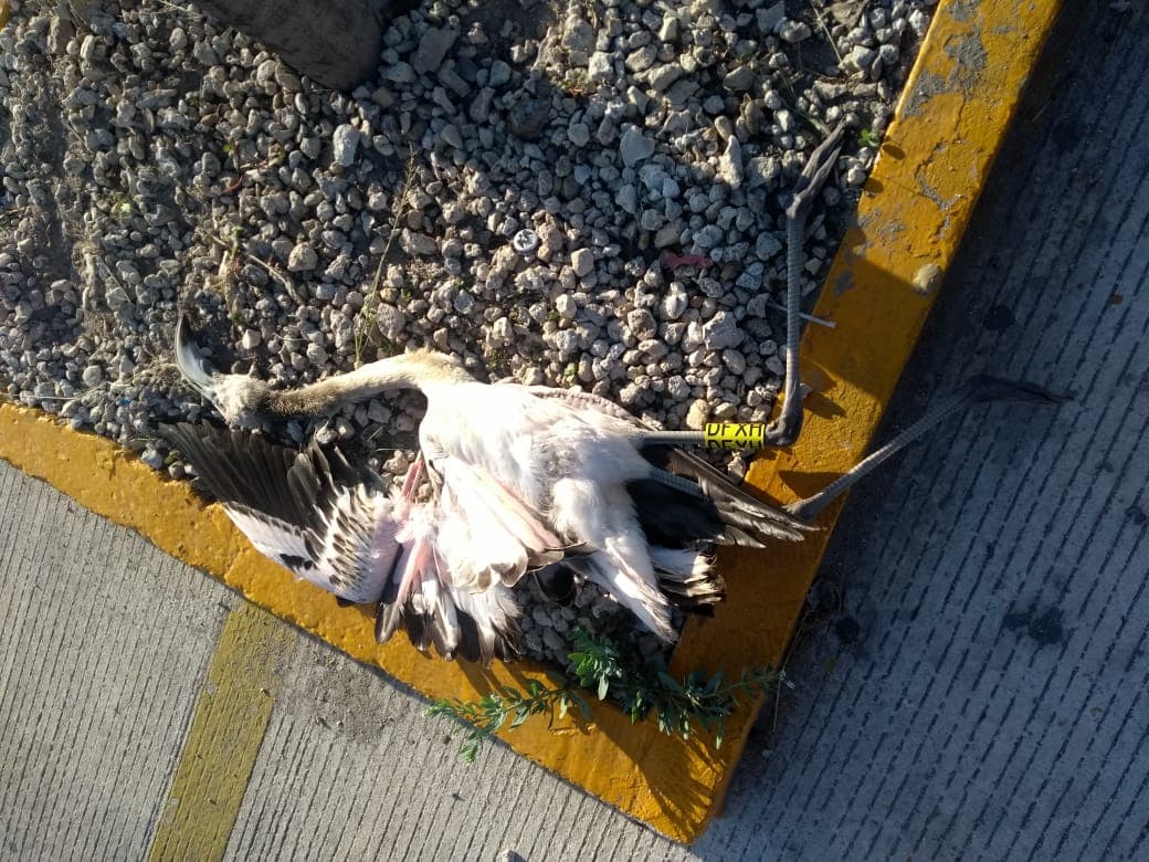 Hallan flamenco muerto en estacionamiento de Soriana en Progreso, Yucatán