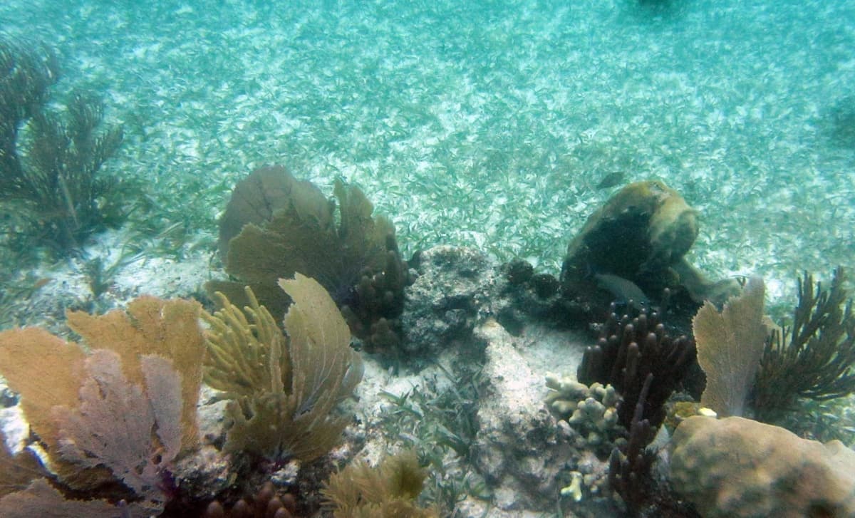 Restricción al arrecife ayudará a frenar el "Síndrome Blanco"