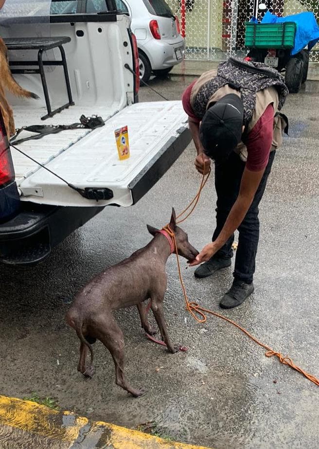 Denuncian otro caso de maltrato animal en Cozumel; responsable será multado
