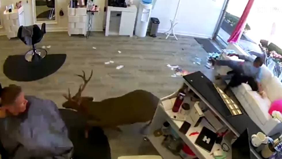 Un ciervo genera pánico al romper el vidrio de una peluquería en Nueva York