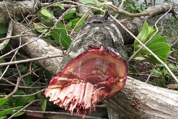 Destruirán manglar en Playa del Carmen con construcción de residenciales y aeropista