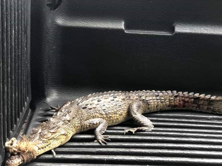 Cocodrilo se vuelve víctima de perro feral en Cozumel