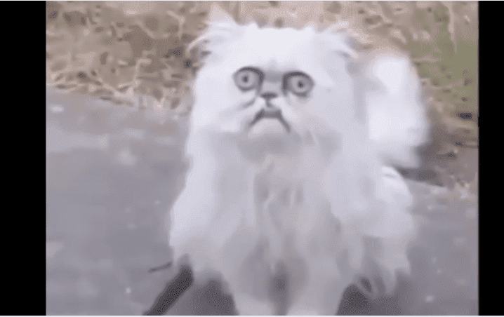 Captan horrible gato MALDITO que atacó al hombre que lo grababa