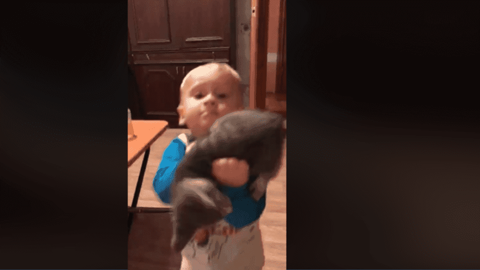 Épica pelea entre gatito y bebé se hace viral