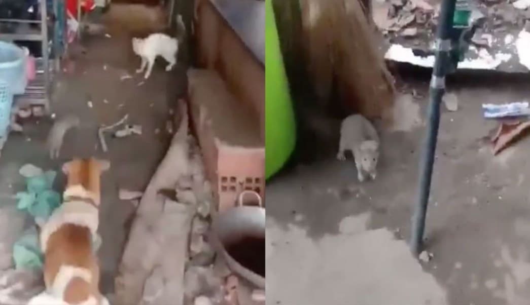 Perro y gato unen fuerzas para acabar con una rata gigante